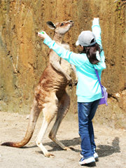 kangaroos_squirelmonkeys_01.jpg