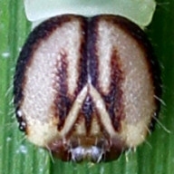 192-イチモンジセセリ幼虫35mm（頭部）-2013-08-08-7D2_0242