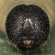 192-コチャバネセセリ幼虫22mm（顔）-2015-08-27四季の森-OMD01609