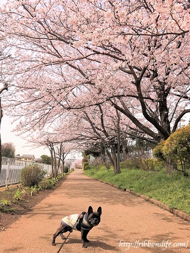 桜巡り