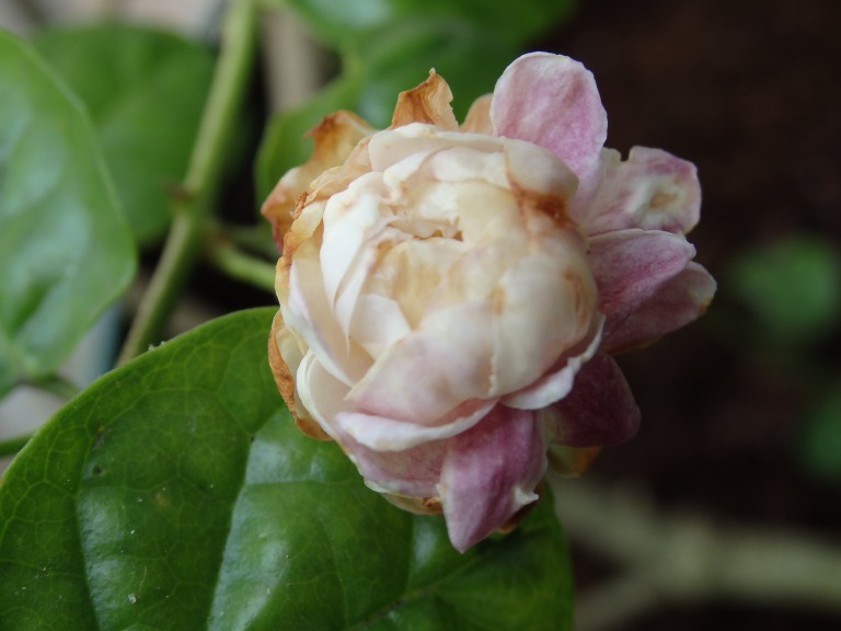 アラビアンジャスミン 八重咲き マツリカ ピカケ シロクマのガーデニング